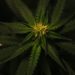 cannabis Plant