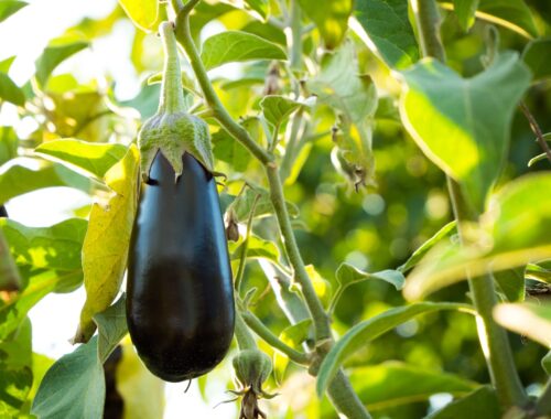 4 Astonishing Facts about Eggplants